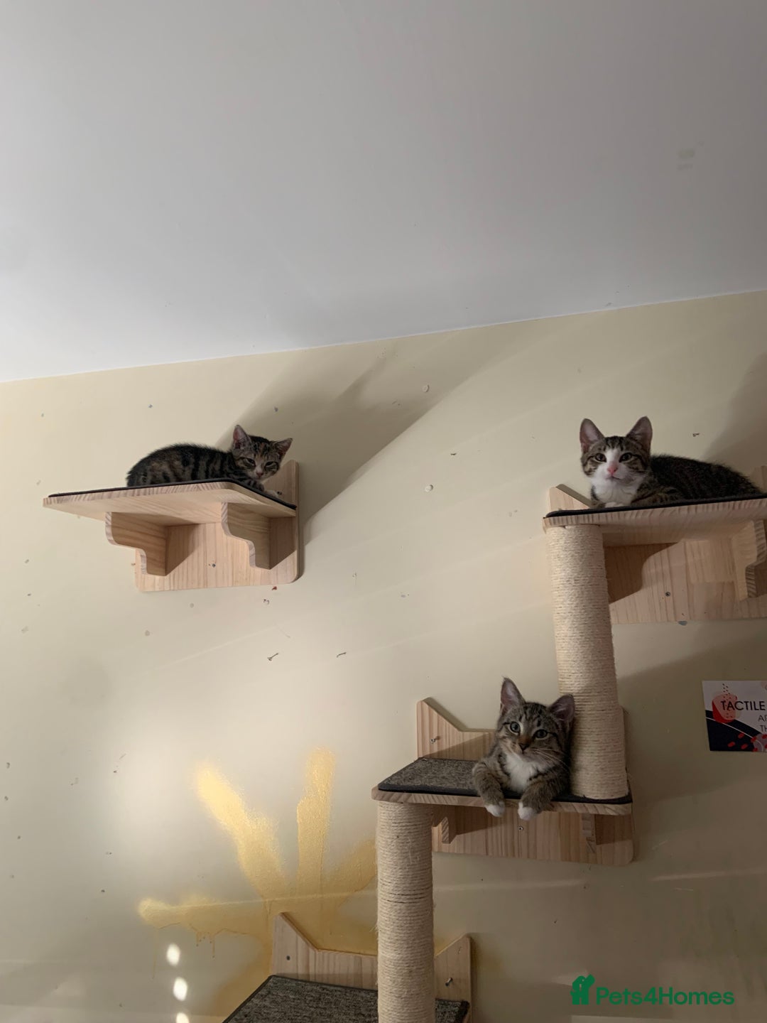 Mixed Breed cats for sale: FEMALE KITTEN - microchipped, flea&worm treated!  - Image 37