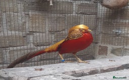 Mixed Breed birds for sale: x2 Male Peacocks and x3 golden pheasants x2 chicks - Image 6