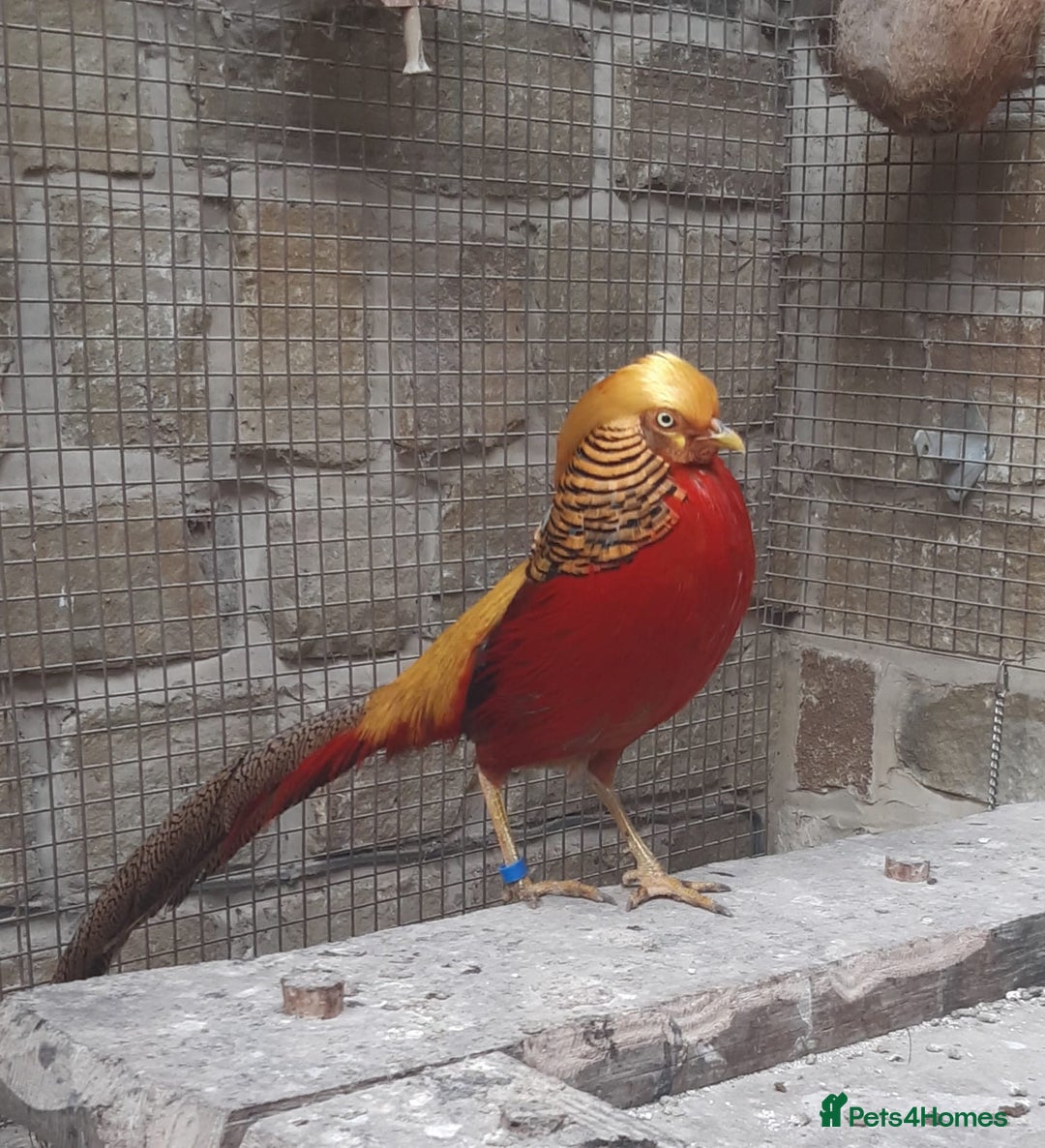 Mixed Breed birds for sale: x2 Male Peacocks and x3 golden pheasants x2 chicks - Image 6