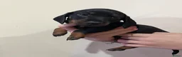 Dachshund dogs for sale: 6 Dachshund beautiful puppies for sale - Advert 20