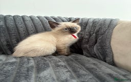 Ragdoll cats for sale: 2 Ragdoll Kittens left 🐾🤍 READY TO LEAVE NOW! - Image 35