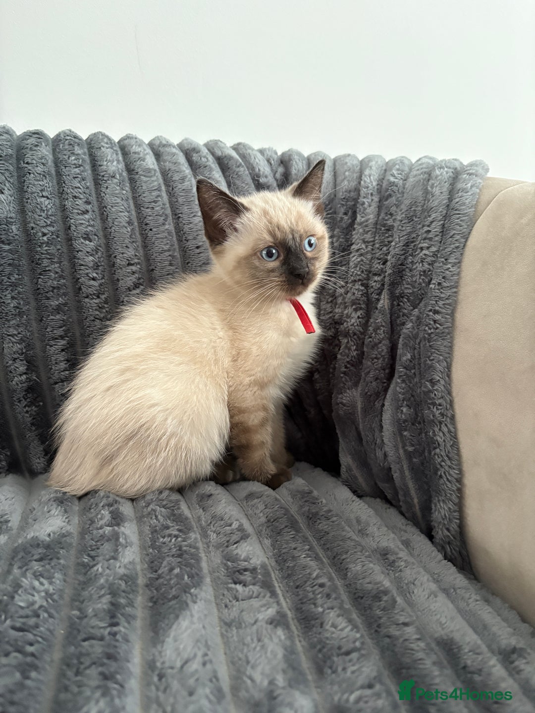 Ragdoll cats for sale: 2 Ragdoll Kittens left 🐾🤍 READY TO LEAVE NOW! - Image 35