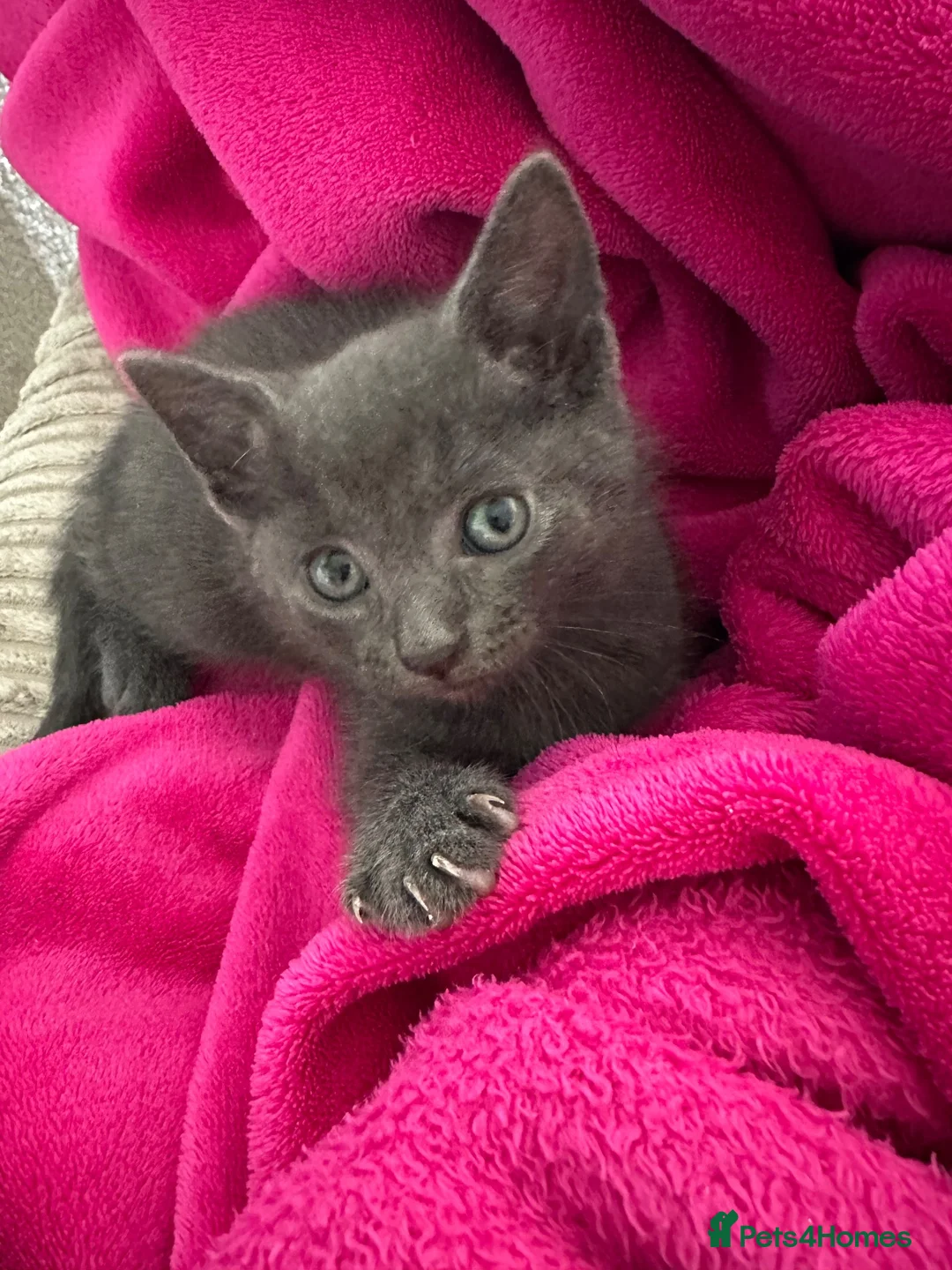 Mixed Breed cats for sale: 2 x female kittens  - Advert 2