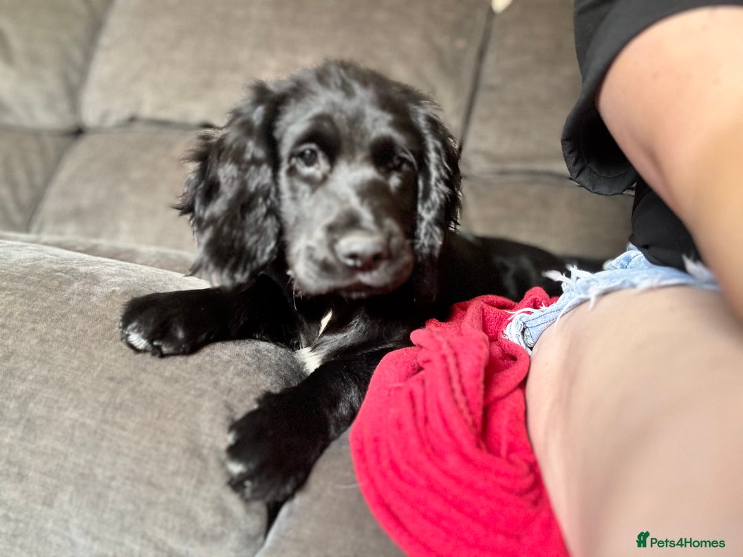 Mixed Breed dogs for sale: Spangold retrievers in Stourport-on-Severn - Image 20