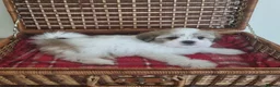Lhasa Apso dogs for sale: KC registered Lhasa Apso Puppies 3 available  - Advert 5