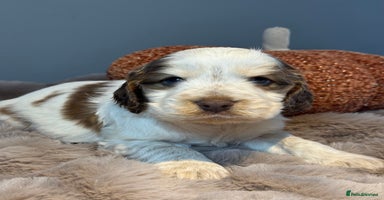 Cocker Spaniel dogs - Advert 7