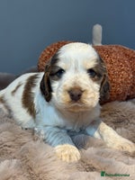 Cocker Spaniel dogs - Advert 8