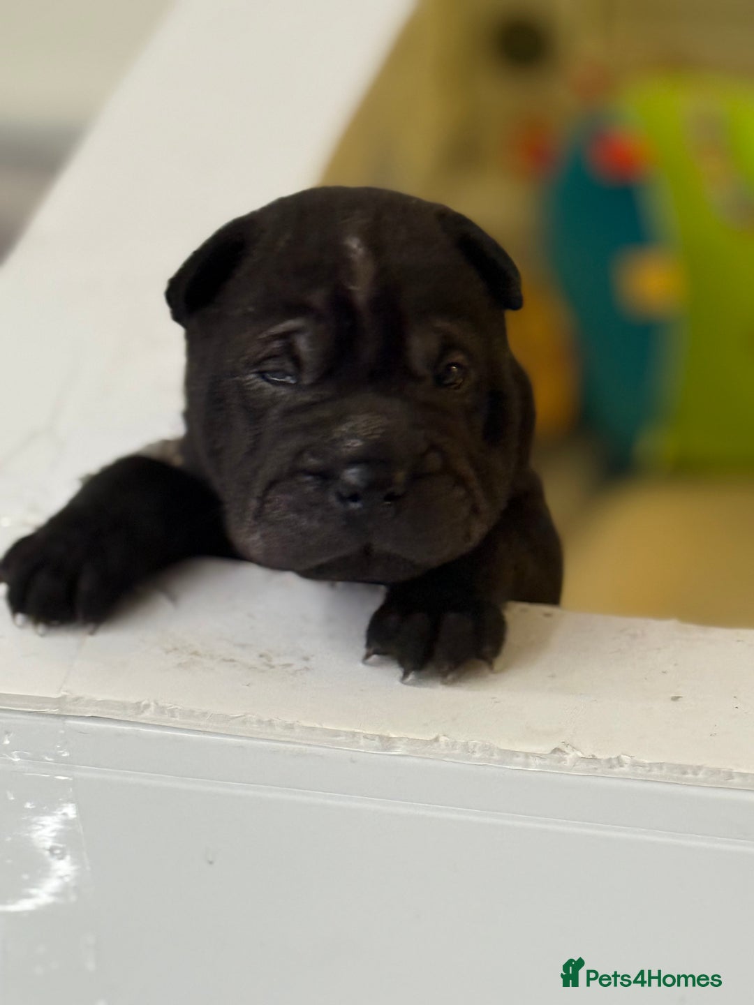 Shar Pei dogs for sale: Bear Coat Shar Pei’s - Advert 10