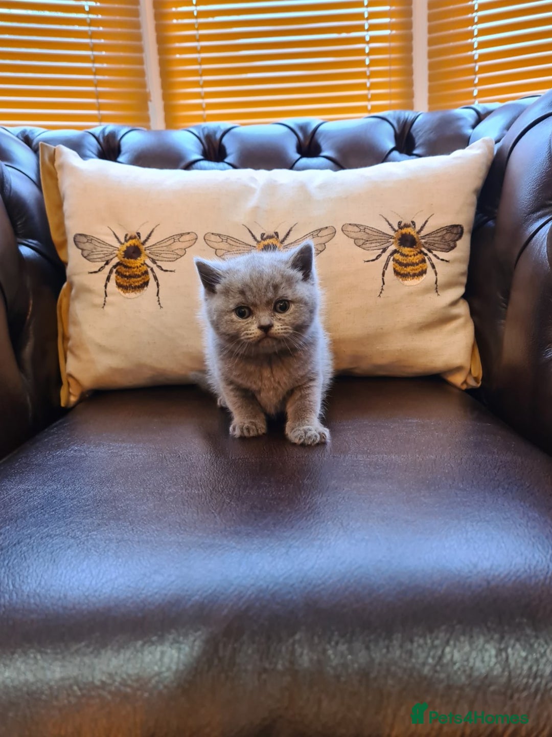 British Shorthair cats for sale: 🏅TOP Quality GCCF Reg British Shorthair Kittens🏆 - Image 2
