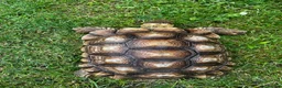 Tortoise reptiles for sale: Male sulcata  - Advert 3