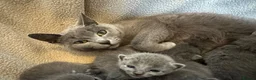 Russian Blue cats for sale: Russian Blue Kittens - Advert 20
