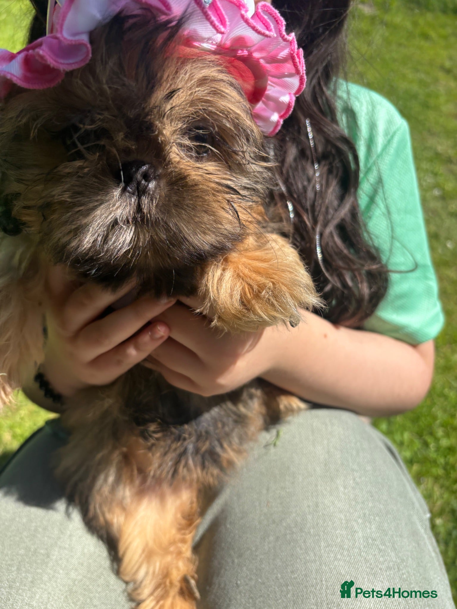 Shih Tzu dogs  Beautiful ShihTzu, open to sensible offers.  - Advert 1