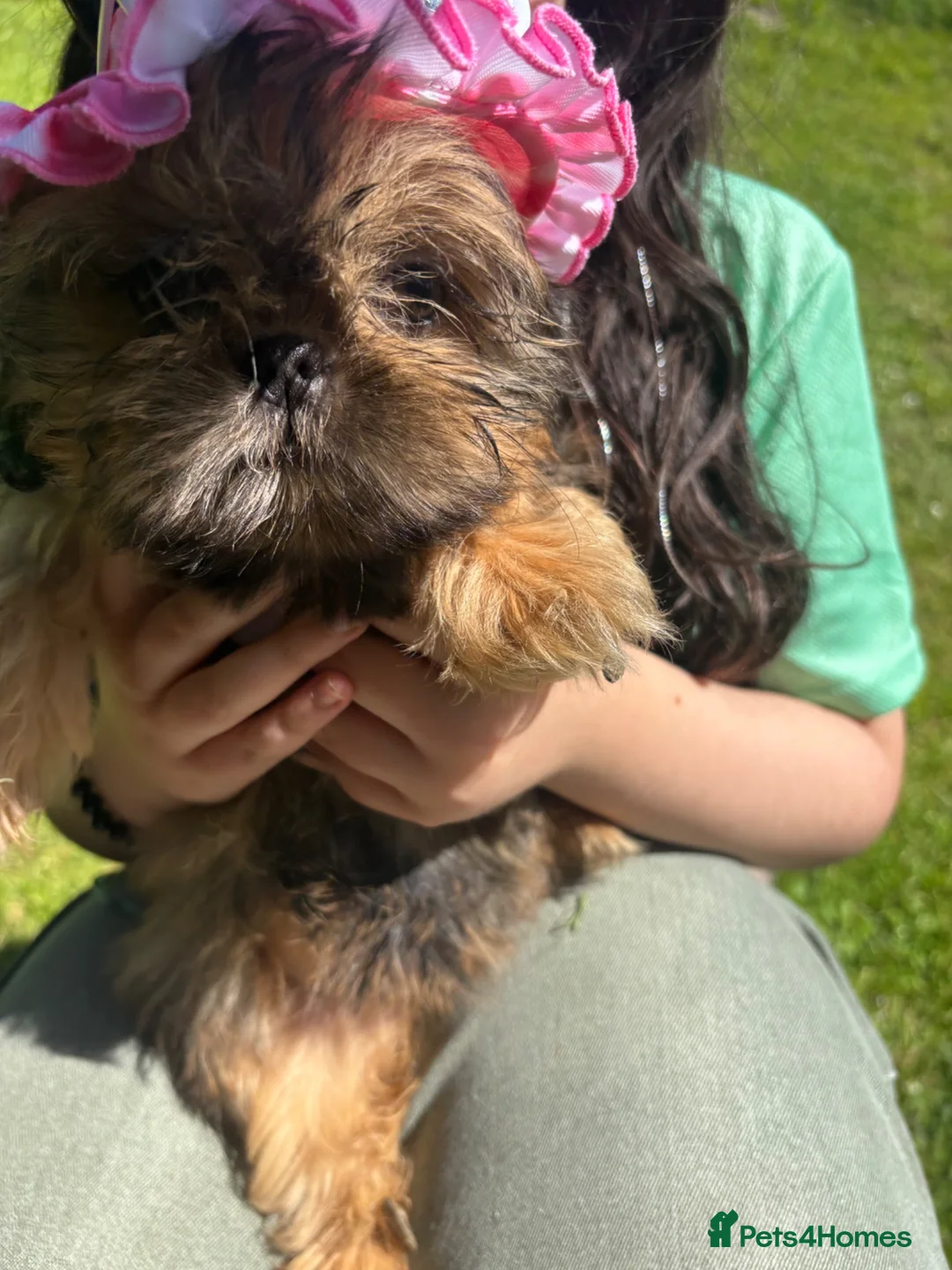 Shih Tzu dogs for sale:  Beautiful ShihTzu, open to sensible offers.  - Advert 1