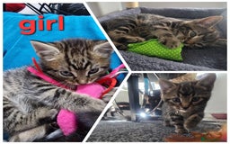 Mixed Breed cats for sale: Three lovely kittens are looking for forever home - Image 2