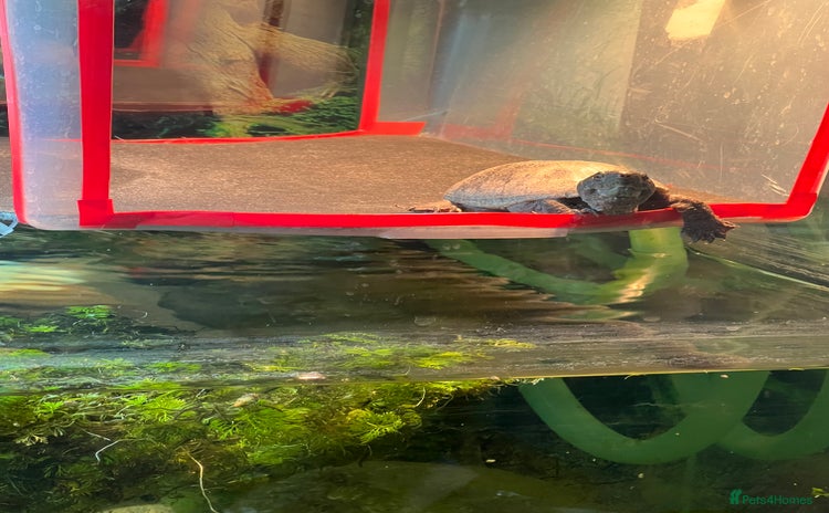 Turtle reptiles - Advert 1