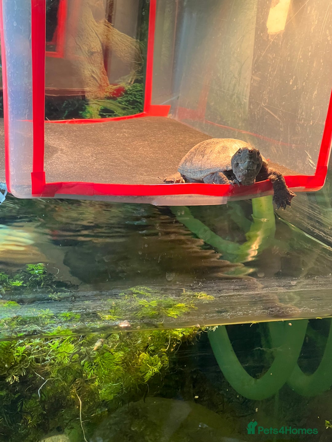 Turtle reptiles for sale: Male Turtle + tank and all filters +lighting+ food - Image 1