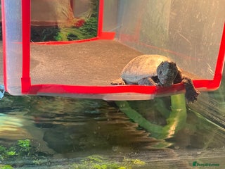 Turtle reptiles - Advert 7