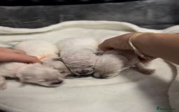 Bichon Frise dogs for sale: Beautiful Bichon Frise only 1 available  - Image 7