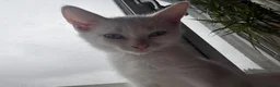 Mixed Breed cats for sale: Beautiful Kittens  - Advert 9