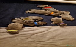 Staffordshire Bull Terrier dogs for sale: Excellent blue Staffordshire bull terrier puppies  - Image 9