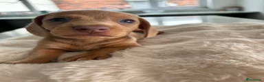 Miniature Dachshund 3