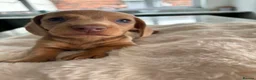 Miniature Dachshund dogs for sale: Miniature Dachshunds KC reg *Ready to leave now* - Advert 3