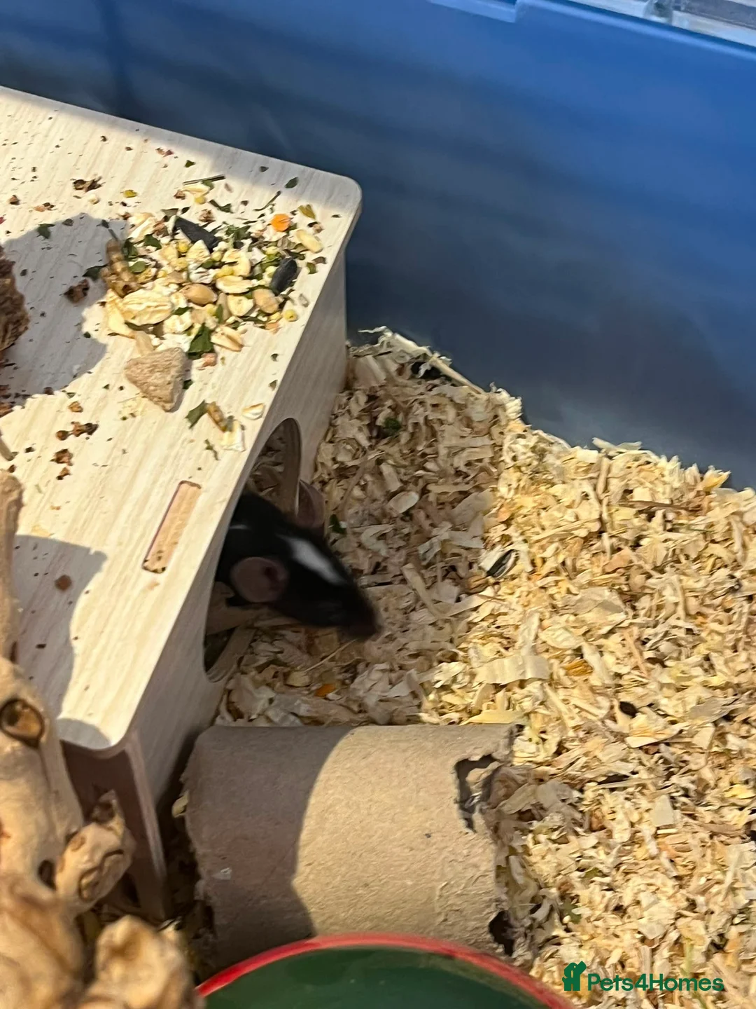 Mouse rodents for sale: 3 Female Mice  - Advert 6