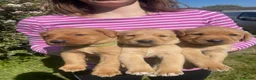 Labrador Retriever dogs for sale: Fox red labrador puppies - Advert 10