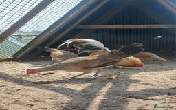 Chickens poultry for sale: Quad of Dom American Game Birds - Image 3