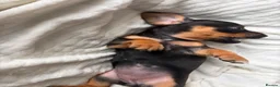Mixed Breed dogs for sale: Miniature Dachshund cross puppies  - Advert 6