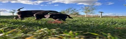Dobermann dogs for sale: KC  reg Dobermann puppies  - Advert 5