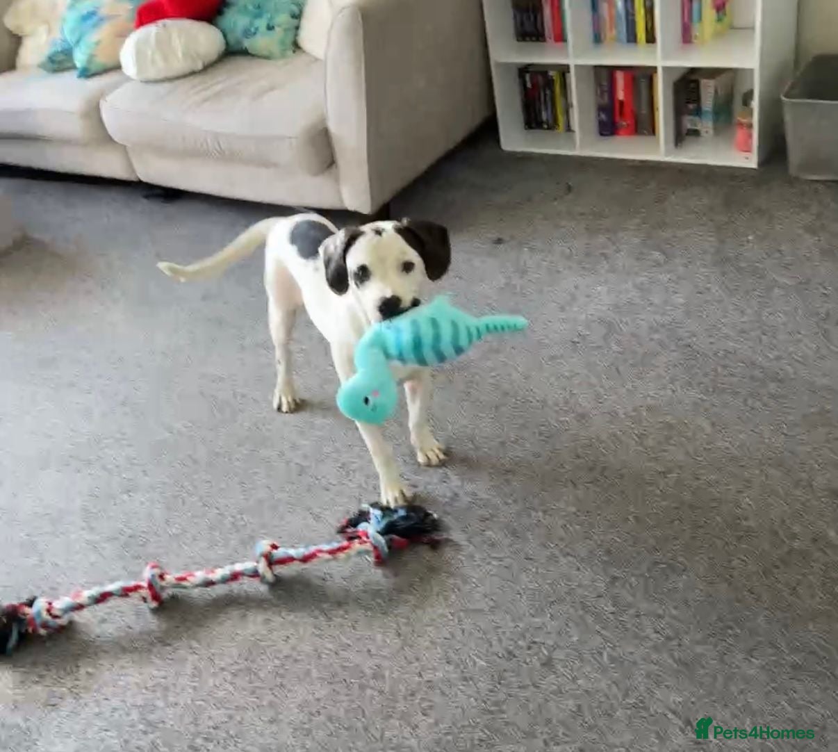 Mixed Breed dogs FREE Charley  - Advert 15