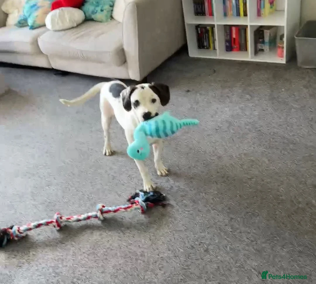 Mixed Breed dogs for sale: Charley  - Advert 1