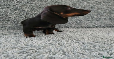 Dachshund dogs - Advert 10