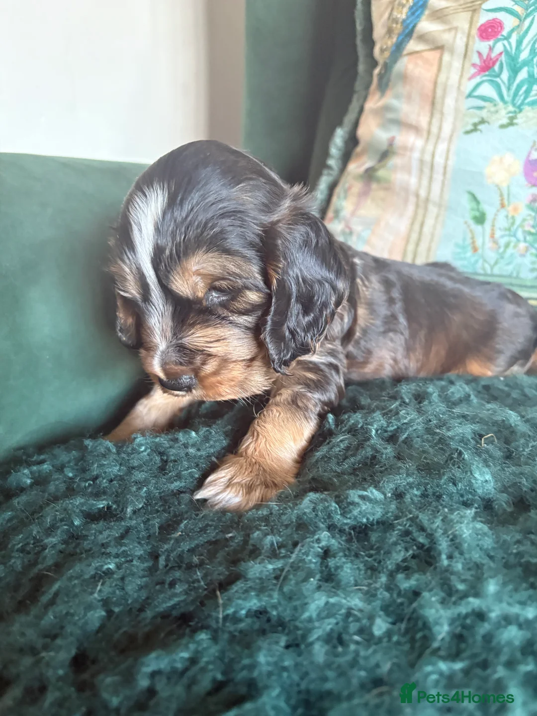 Cocker Spaniel dogs for sale: Stunning kc registered show cocker boy available - Advert 3