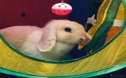 Mini Lop rabbits for sale: Mini Lops & H/LopxLion nearly7w Read description) - Image 29