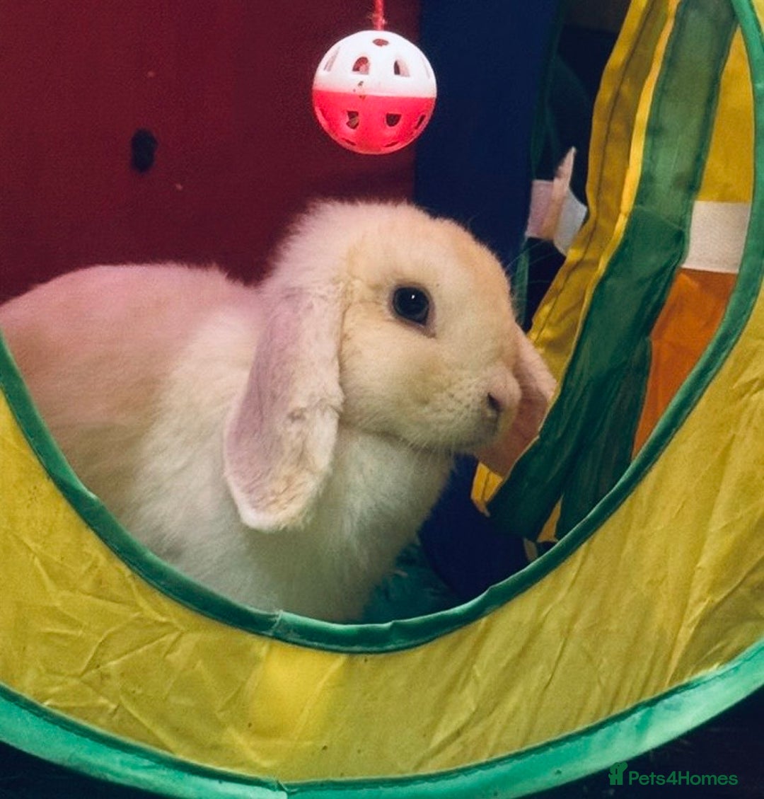 Mini Lop rabbits for sale: Mini Lops & H/LopxLion nearly7w Read description) - Image 29