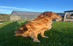 Goldendoodle dogs for sale: Gorgeous Goldendoodle Puppies  - Image 6