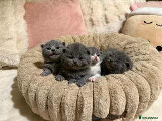 British Shorthair cats Pure British Shorthair kittens Champion line🥇😻🏆 - Advert 4