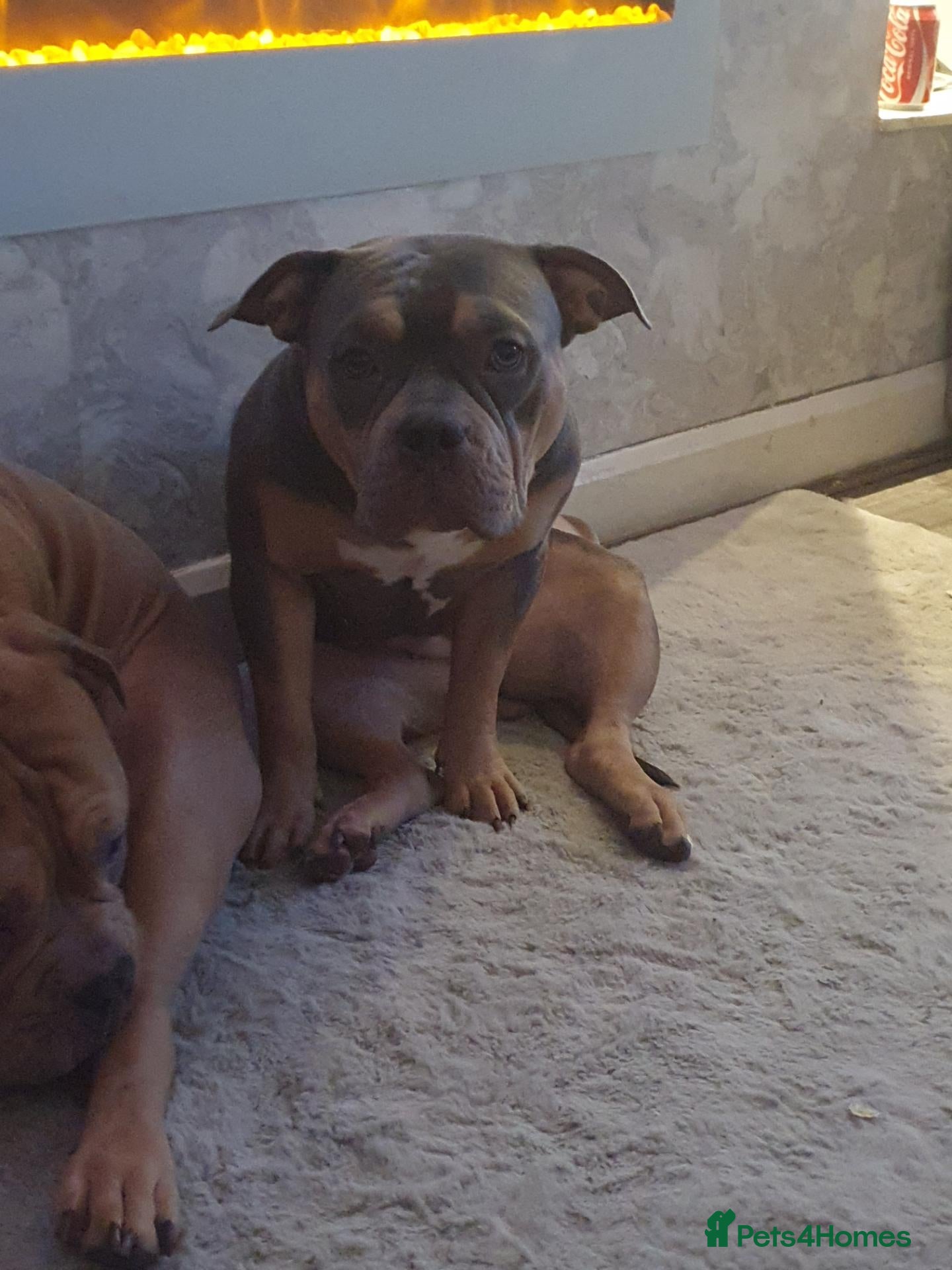Mixed Breed dogs Mum and daughter pocket bully's x staff - Advert 1