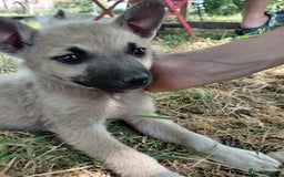 Mixed Breed dogs for adoption: OZZY, a Lovely Puppy Boy - for a Loving Home - Image 10
