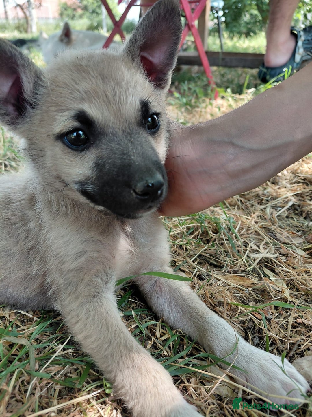 Mixed Breed dogs for adoption: OZZY, a Lovely Puppy Boy - for a Loving Home - Image 10