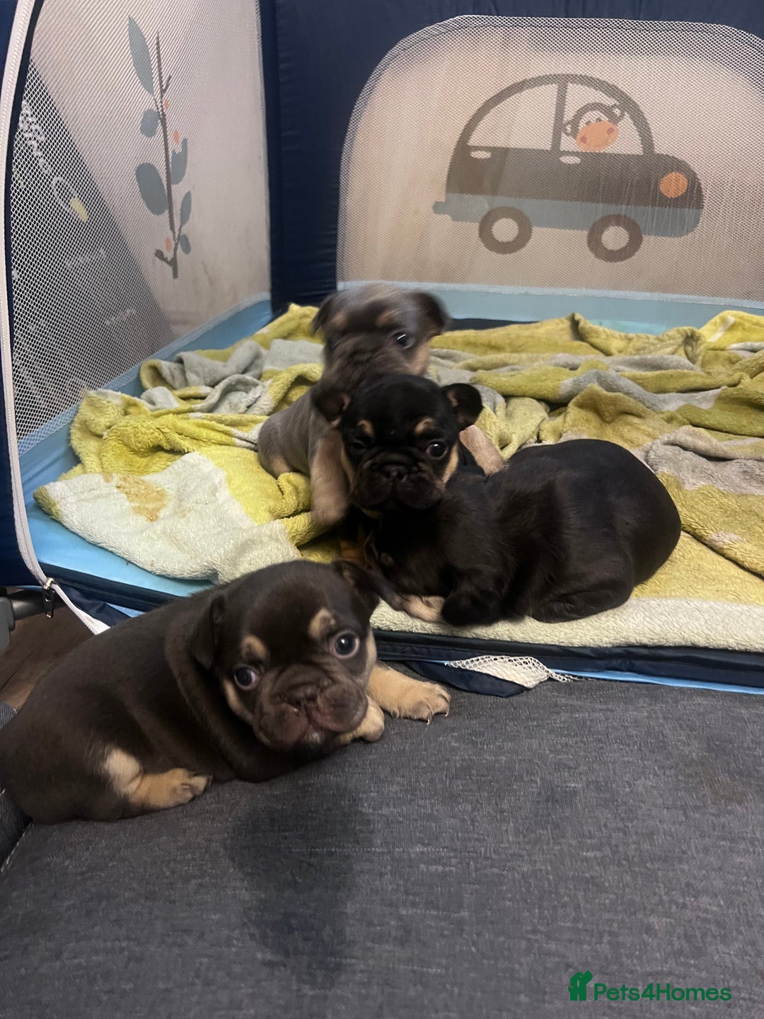 French Bulldog dogs for sale: 🐾 4 Beautiful French Bulldog Puppies 🐾 - Image 6
