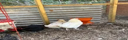 Chickens poultry for sale: Point of Lay and Laying Chickens - Advert 7