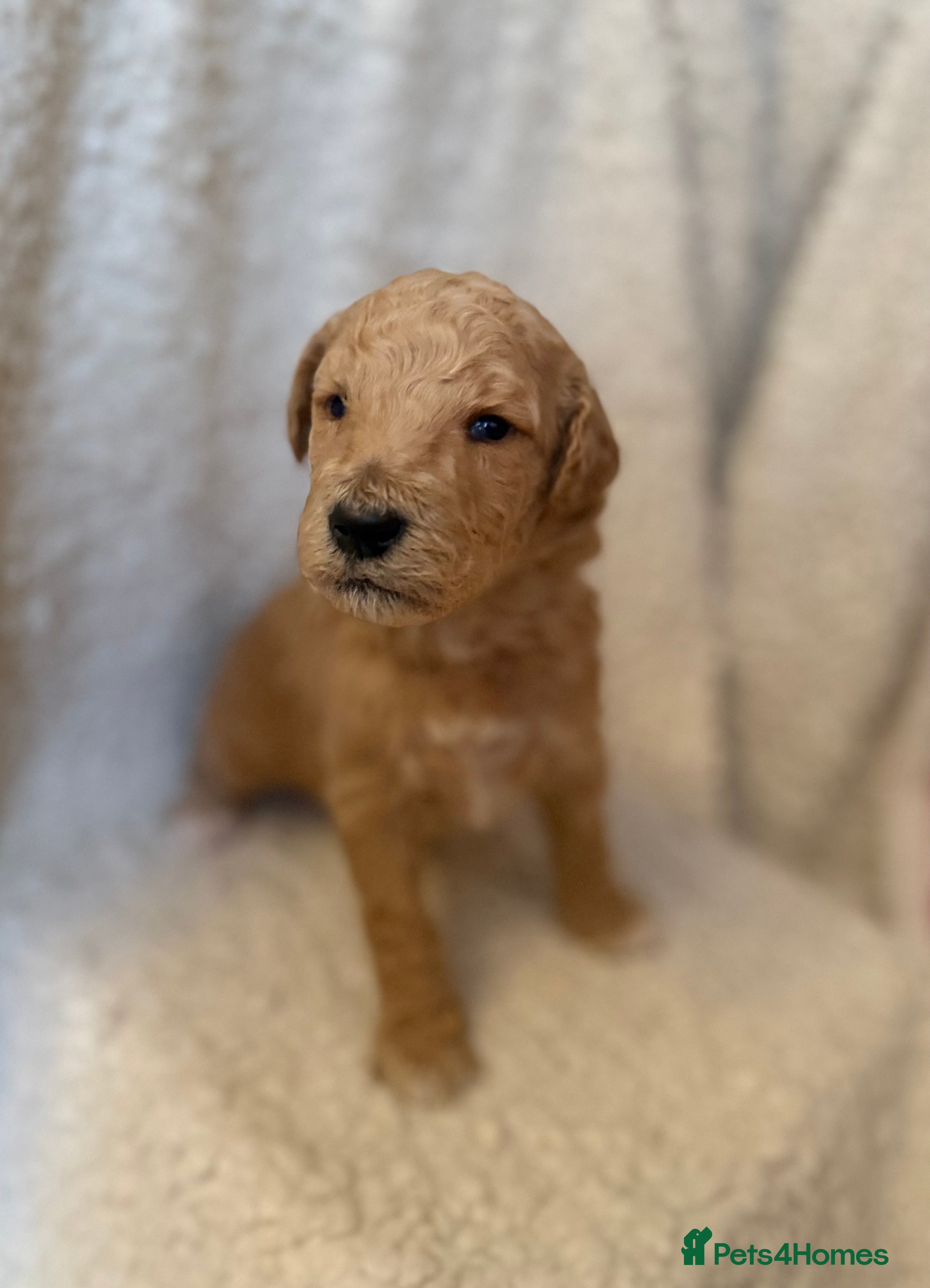 Standard Poodle dogs exceptional kc standard poodles  - Advert 3