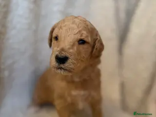 Standard Poodle dogs exceptional kc standard poodles - Advert 3