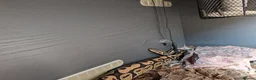 Python Snake reptiles for sale: Ball Python + setup in Sheerness - Advert 3