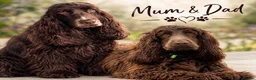Cocker Spaniel dogs for sale: Chocolate cocker spaniels health tested parents  - Advert 1