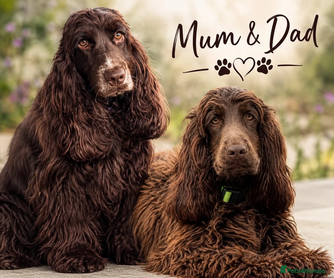 Cocker Spaniel dogs for sale: Chocolate cocker spaniels health tested parents  - Advert 1