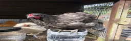 Chickens poultry for sale: Orpington Cockerels  - Advert 15